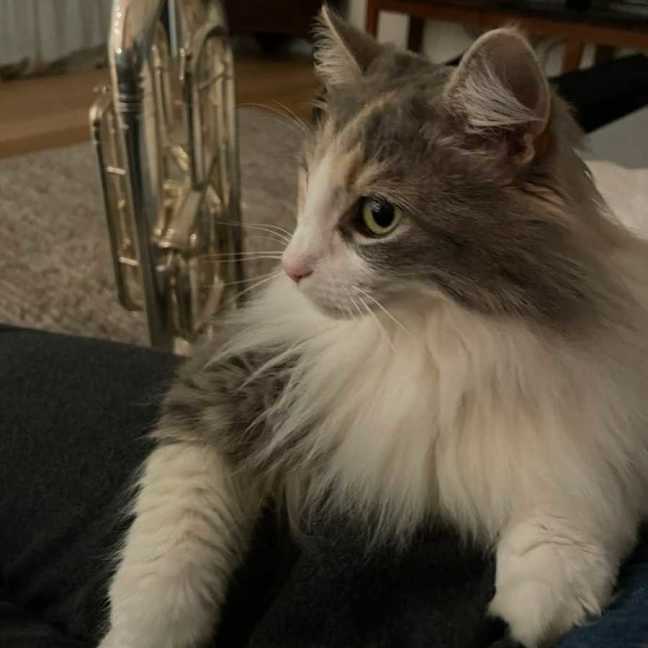 Photo of June (Juniper)