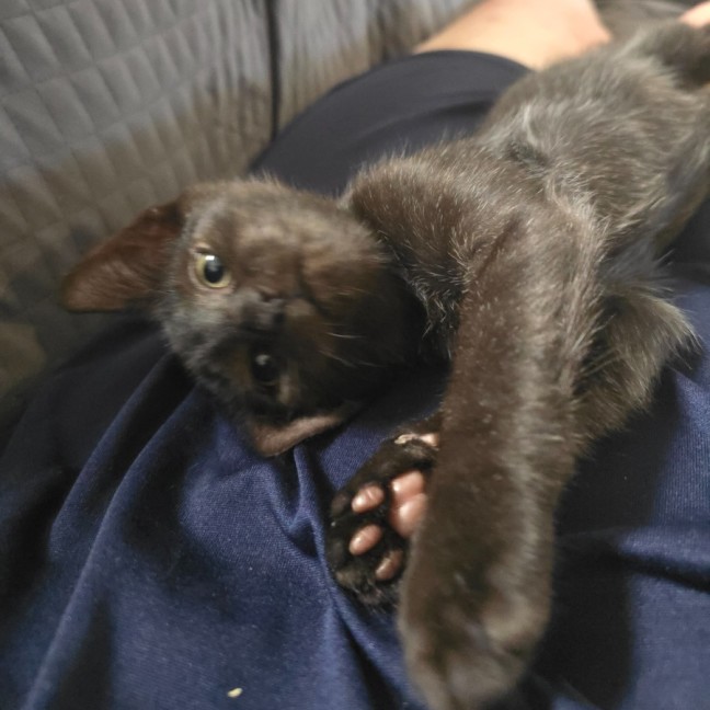 Photo of Emine Aka "Babybat"