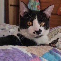 Photo of April**2nd Chance Cat Rescue**