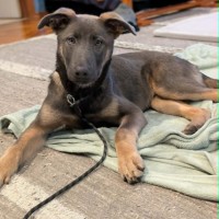 Photo of Bramble