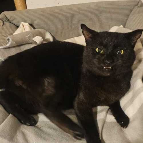 Midnight - Domestic Short Hair (DSH) Cat