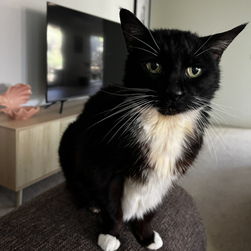 Sharmi *9 Lives Project Rescue* - Domestic Short Hair (DSH) Cat