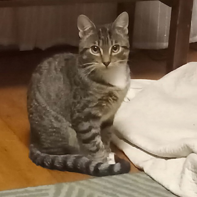 Photo of Oskar ^^Dandy Cat Rescue^^