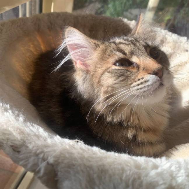Photo of Gizmo