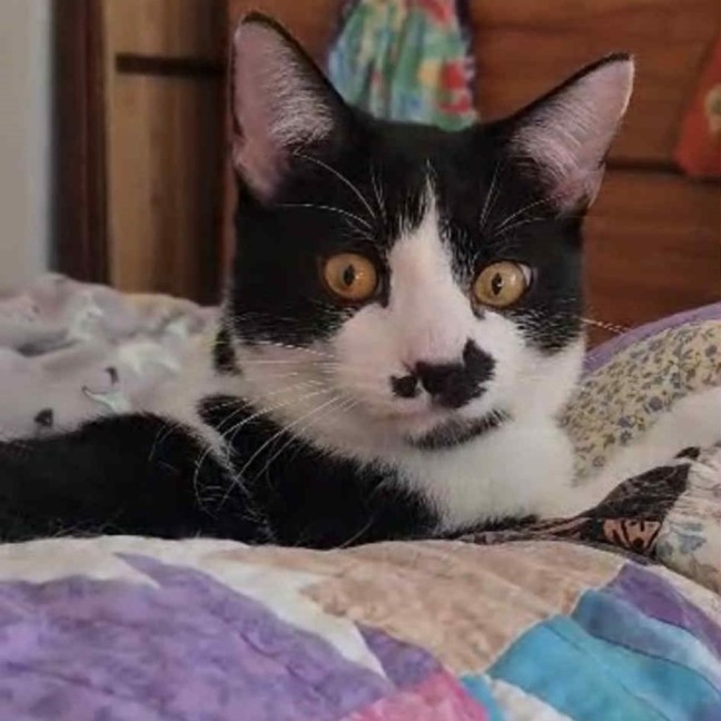 Photo of April**2nd Chance Cat Rescue**