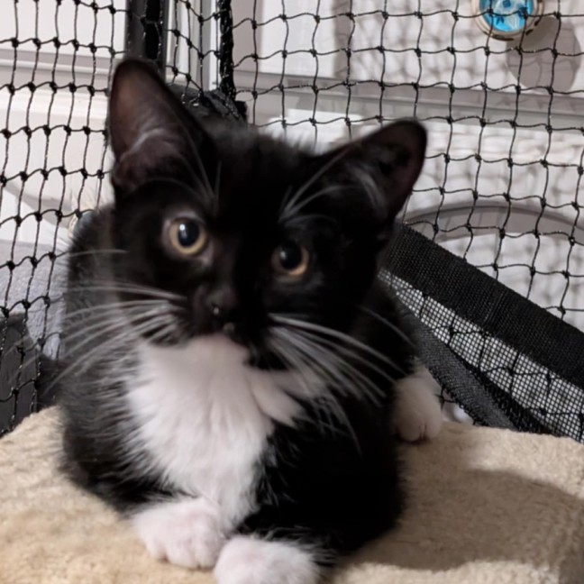 Photo of Shortbread Meetme@Petstock Hastings Store 