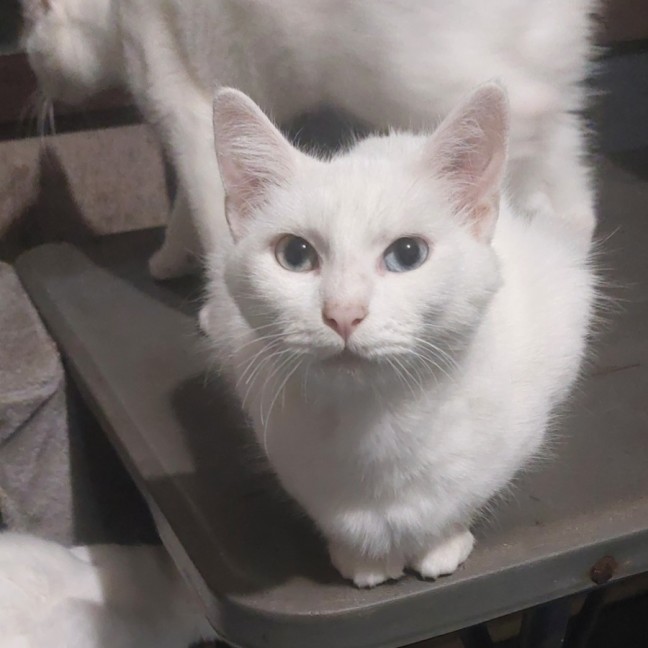 Photo of Angel
