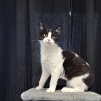 Photo of Tuxie