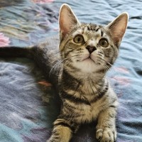 Photo of Wattle ^^Dandy Cat Rescue^^