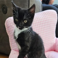 Photo of Bitsy ^^Dandy Cat Rescue^^