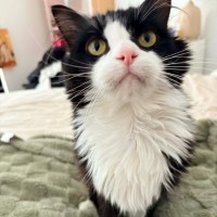 Photo of Sassy (Located In Carlton)