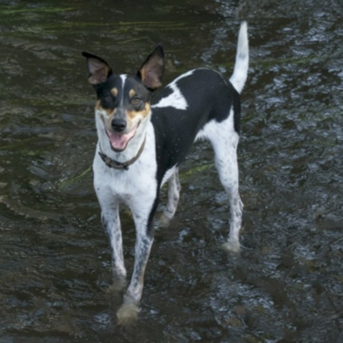 Archie - Australian Kelpie x Australian Koolie Dog