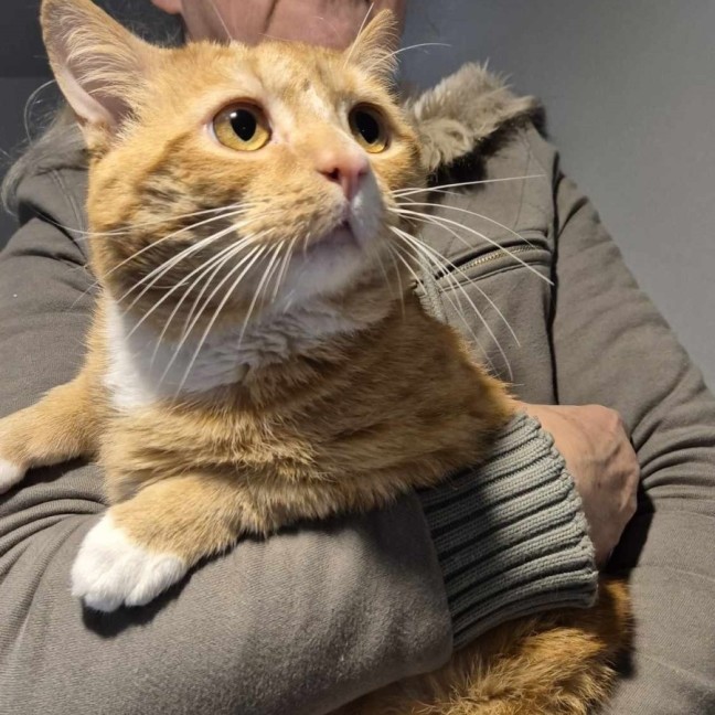 Photo of Fleetwood Mac **2nd Chance Cat Rescue**