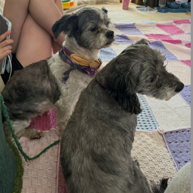 Photo of Mopsey & Topsey