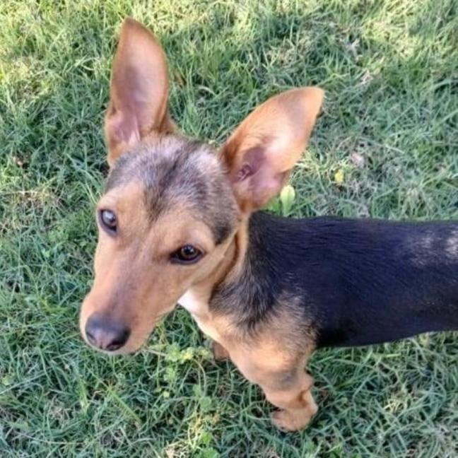 Photo of Cheko
