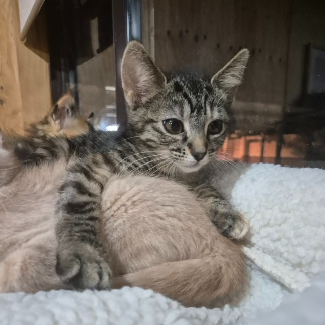 Photo of Cinnamon