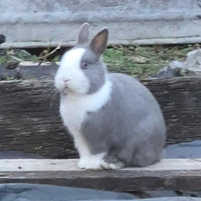 Photo of Arlo