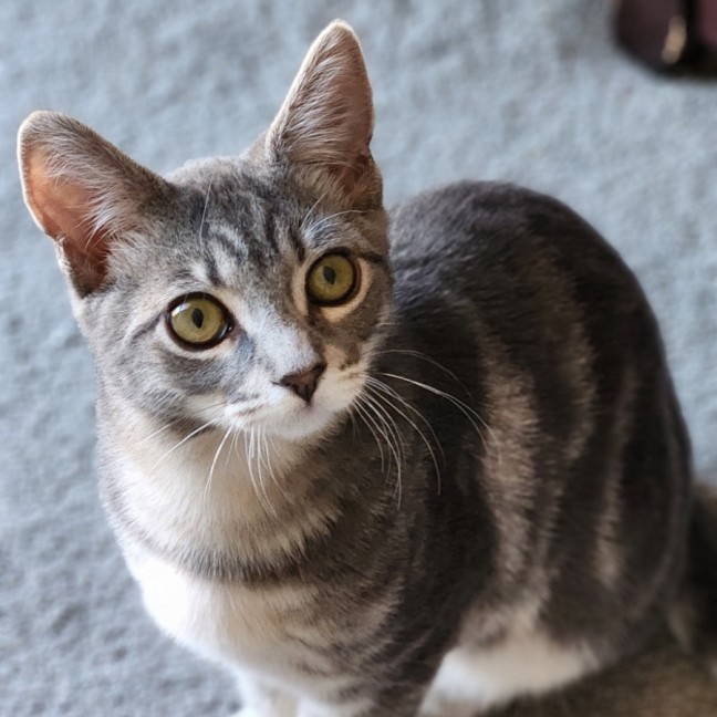 Photo of Jacob ^^Dandy Cat Rescue^^