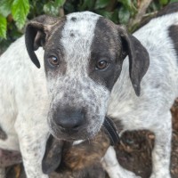 Photo of Greedy Smurf