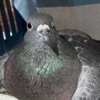 Photo of Careless Whisper 