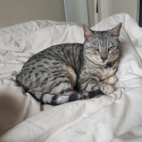 Photo of Maebe   In Foster Care In Thornbury