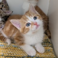 Photo of Secret Sauce 