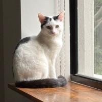 Photo of Rocco