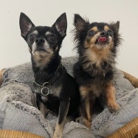Photo of Lola And Pixie