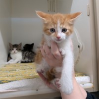 Photo of Secret Sauce 