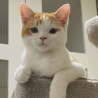 Photo of Gizmo