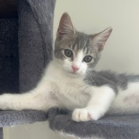 Photo of Gamay Beaujolais