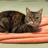 Photo of Birdie   In Foster Care In Richmond