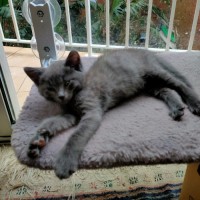 Photo of Pebbles