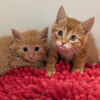 Photo of Long John Silver