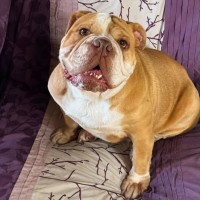 Photo of Cupcake