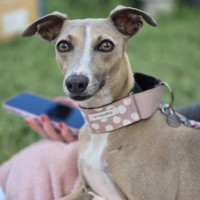 Photo of Lupin & Twiggy   Bonded Pair