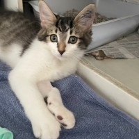 Photo of Midnight *Petstock Engadine*