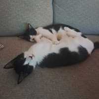 Photo of Rocky Road & Oreo