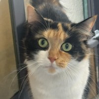 Photo of Jemima   In Foster Care In Ashburton