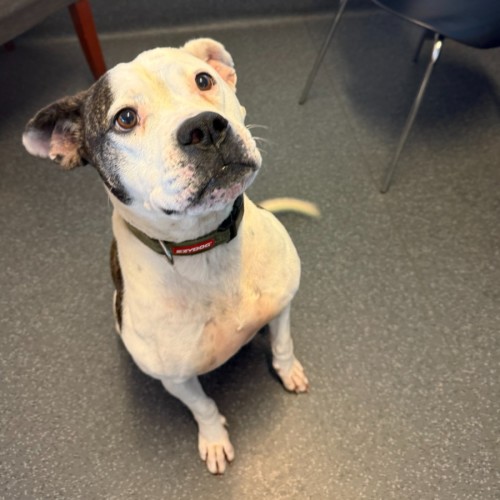 Betty - American Bulldog
