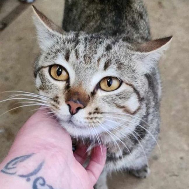 Photo of Tonka