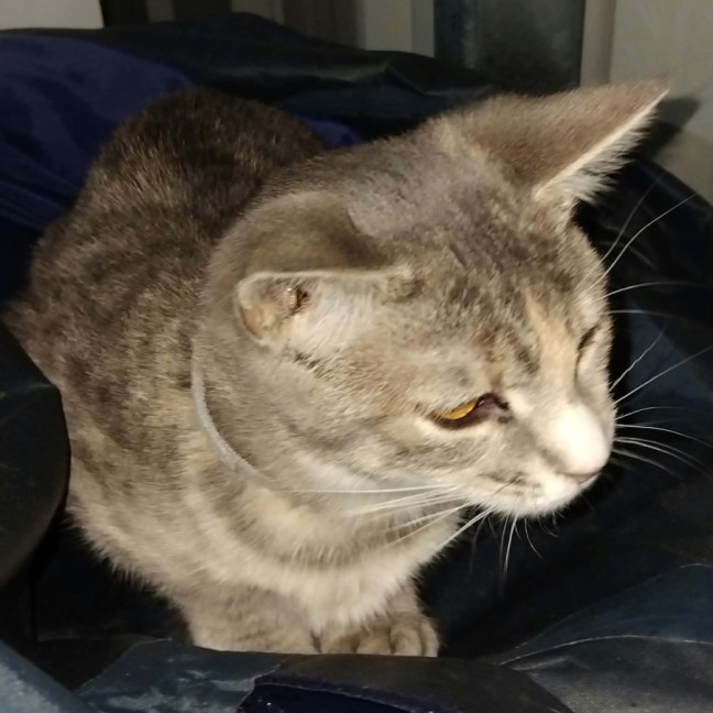 Photo of Gamma