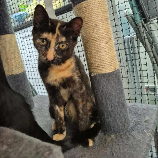 Photo of Opal **2nd Chance Cat Rescue**