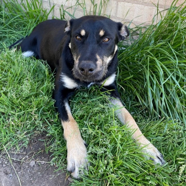 Photo of Bess