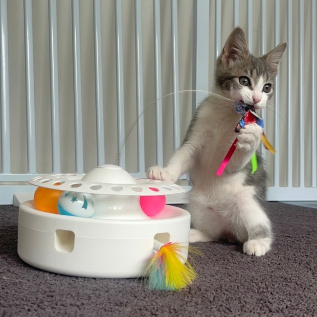 Photo of Gamay Beaujolais