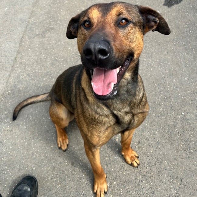 Photo of Sampson