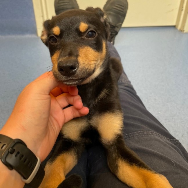 Photo of Rocky