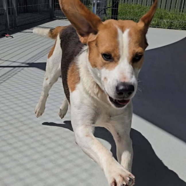 Photo of Whiskey