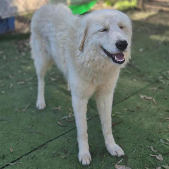 Photo of Peach
