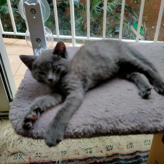 Photo of Pebbles